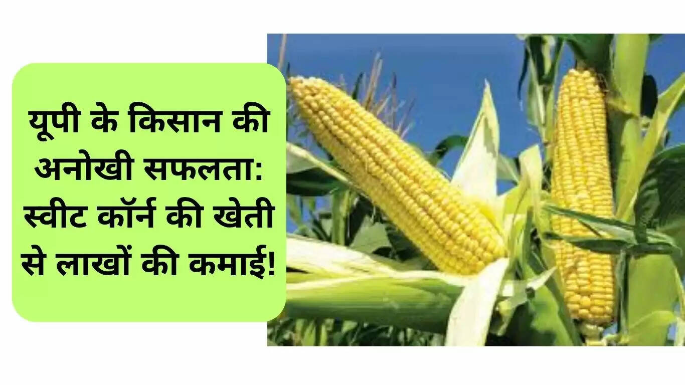 उत्तर प्रदेश के किसान की स्वीट कॉर्न खेती से मिली सफलता