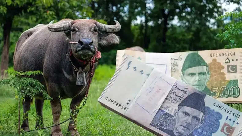 पाकिस्तान में गोबर टैक्स: हर पशु पर रोजाना 30 रुपए वसूलेगी सरकार