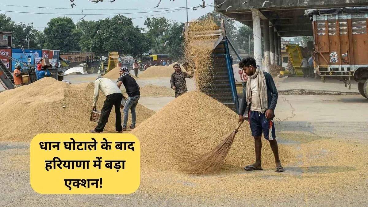 हरियाणा में फसल खरीद प्रक्रिया में बदलाव: थर्ड पार्टी एजेंसी की निगरानी