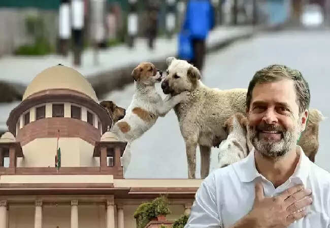 सुप्रीम कोर्ट का आवारा कुत्तों के मामले में नया आदेश: राहुल गांधी का स्वागत