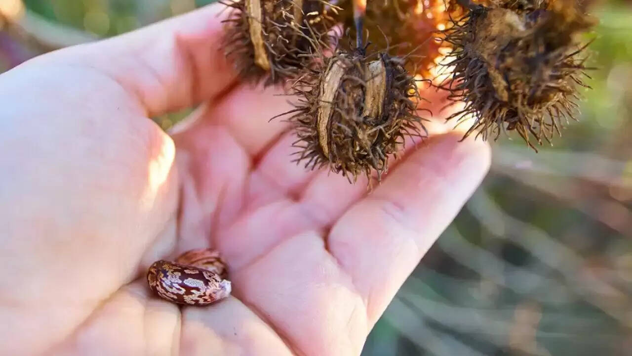 गुजरात में राइसिन बनाने की कोशिश में तीन गिरफ्तार, जानें इसके खतरनाक प्रभाव