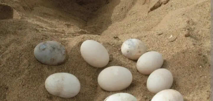 आगरा - चंबल नदी के रेत से लेकर नदी की धारा तक कछुआ नवजातोंं की साँसों का सफ़र