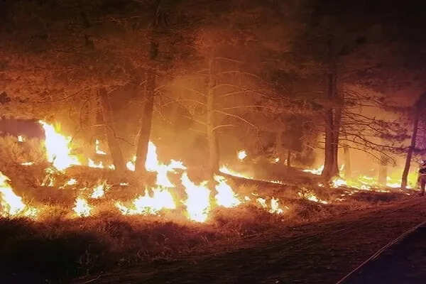 कैलिफोर्निया के जंगलों में भीषण आग, सैकड़ों इमारतें खतरे में