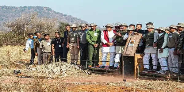 फोटो। मुख्यमंत्री डॉ. मोहन यादव ने कूनो नेशनल पार्क में 5 चीते छोड़ें।