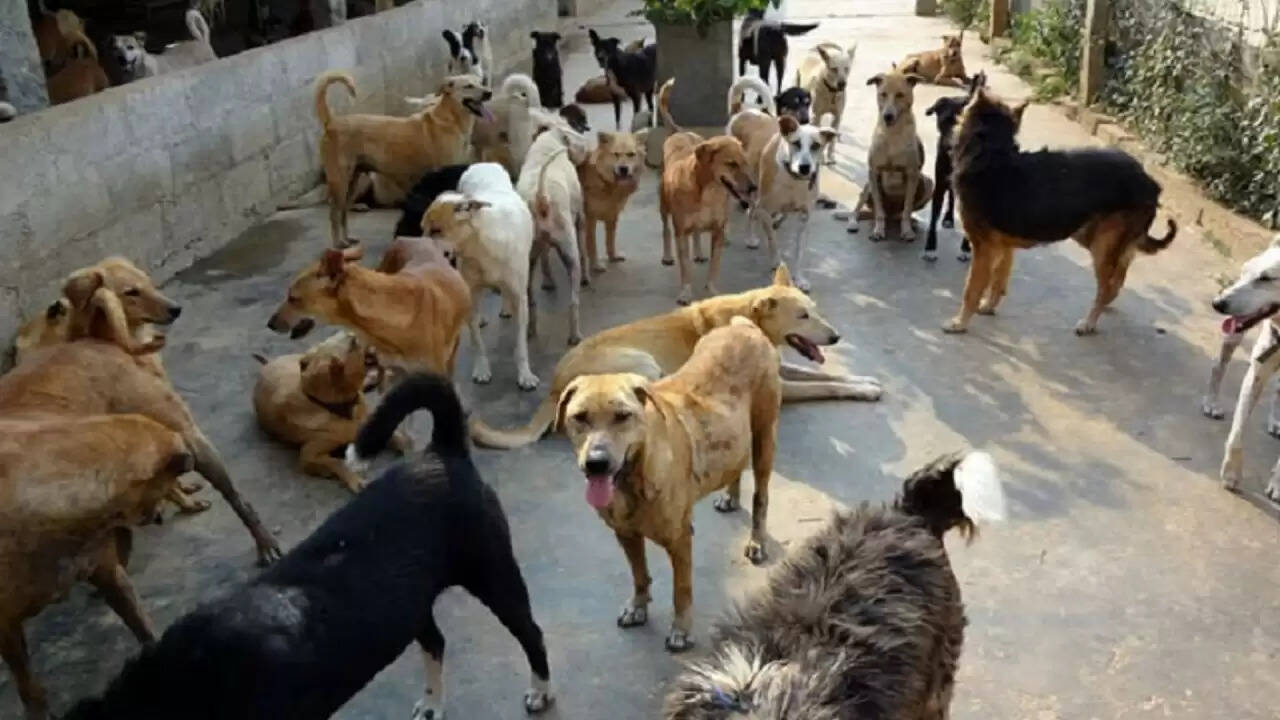 तेलंगाना में आवारा कुत्तों की हत्या: क्या चुनावी वादों का है हाथ?