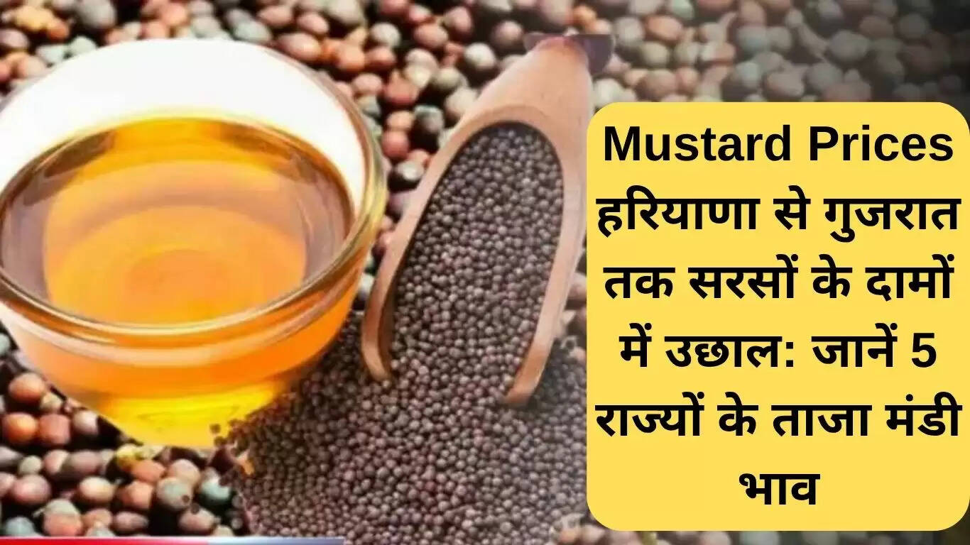 सरसों के दामों में वृद्धि: जानें 5 राज्यों के ताजा बाजार भाव