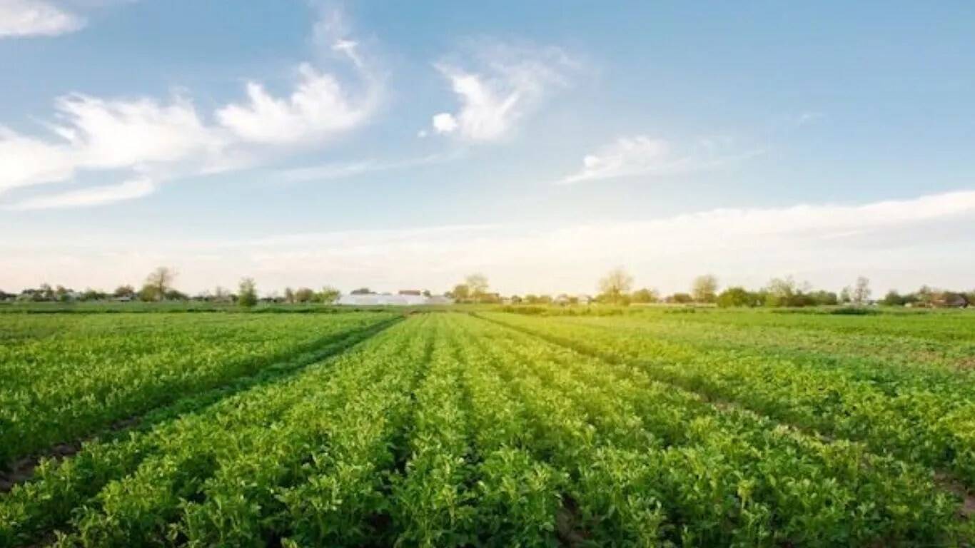 हरियाणा में फलीदार सब्जियों की खेती से किसानों को मिलेगा लाभ