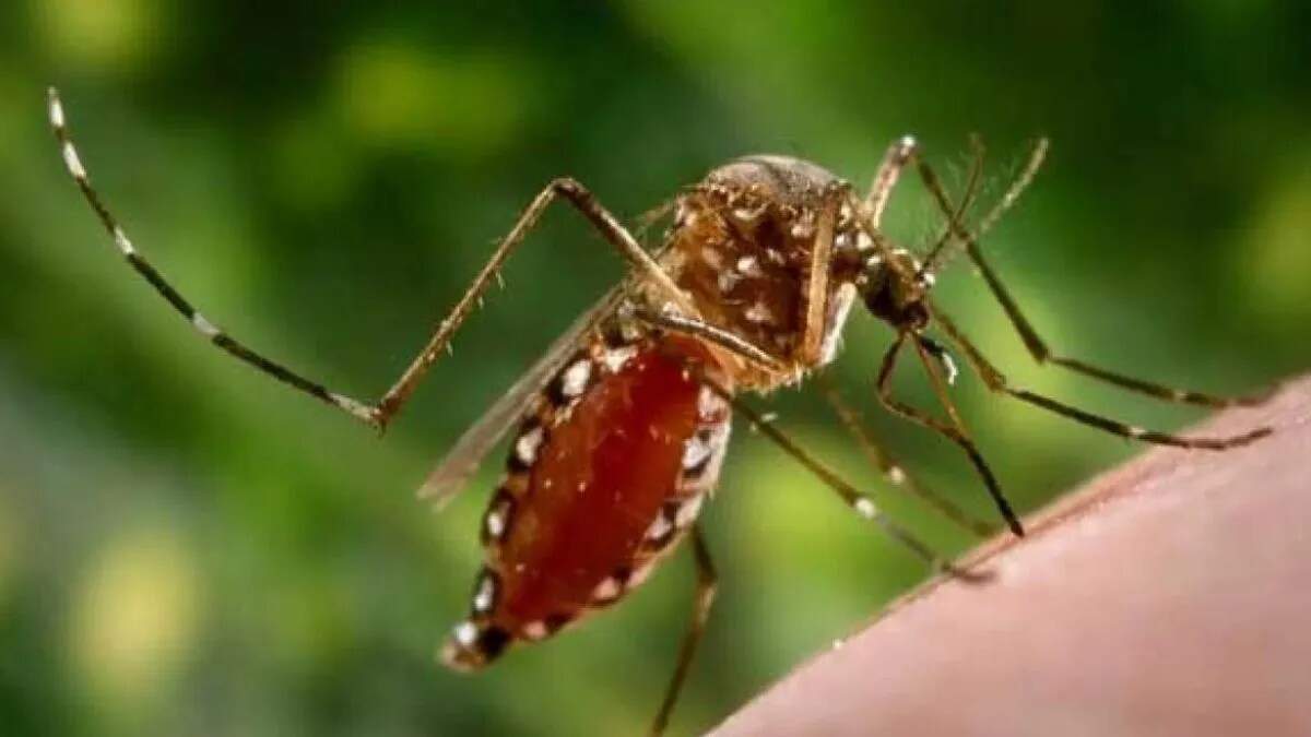 यमुनानगर में डेंगू के नए मामले: स्वास्थ्य विभाग की जागरूकता अभियान