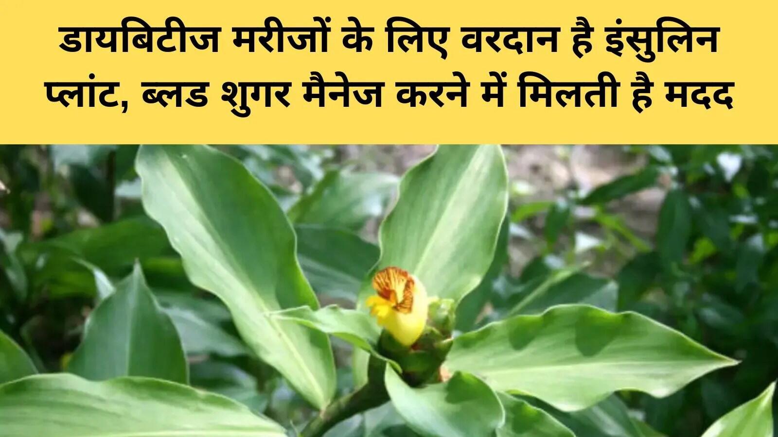 डायबिटीज के लिए इंसुलिन प्लांट: एक प्राकृतिक सहायक