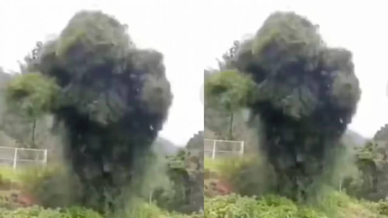 क्या है इस डरावने पेड़ का रहस्य? सोशल मीडिया पर वायरल हुआ वीडियो