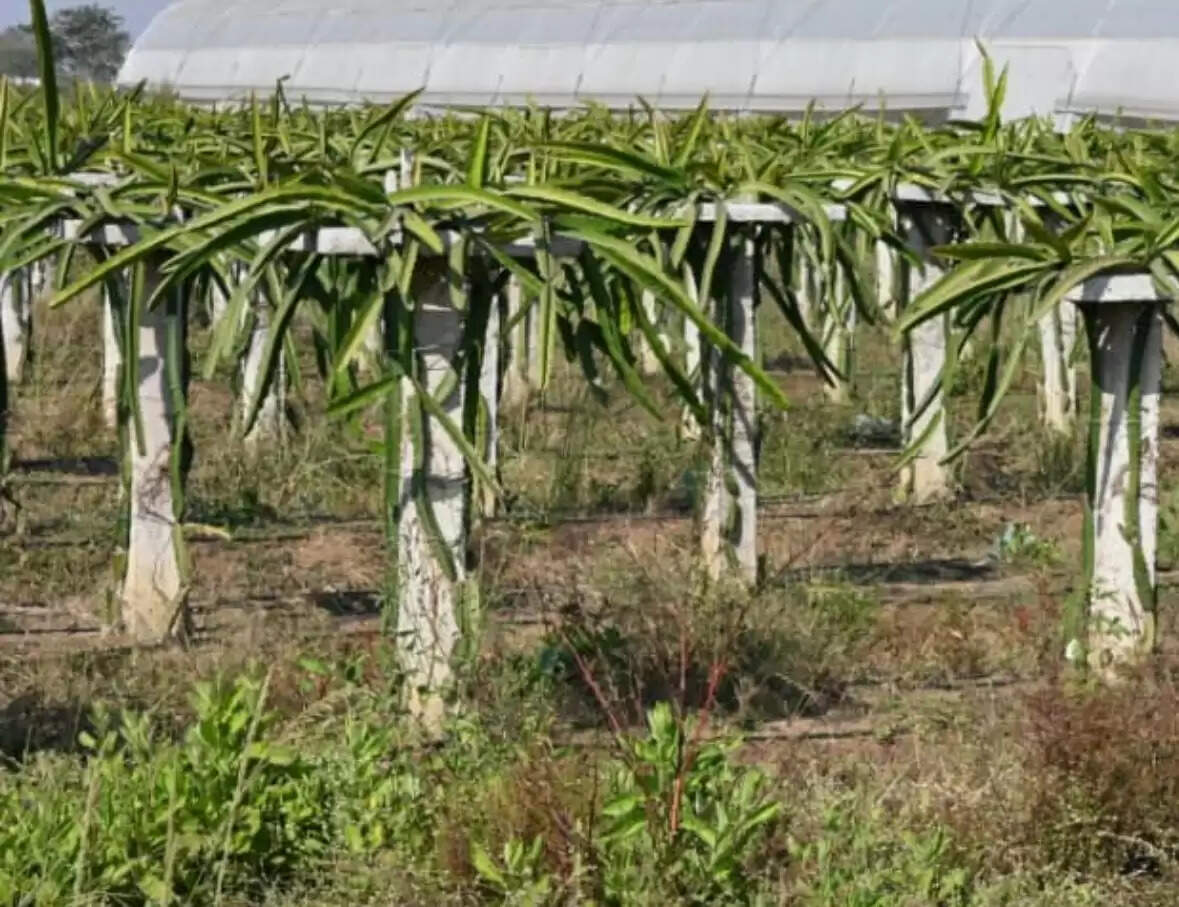 धमतरी:पारंपरिक खेती को छोड़ ड्रेगन फ्रूट की खेती कर रहा किसान