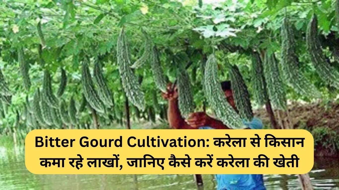 करेले की खेती: किसानों के लिए लाभकारी विकल्प