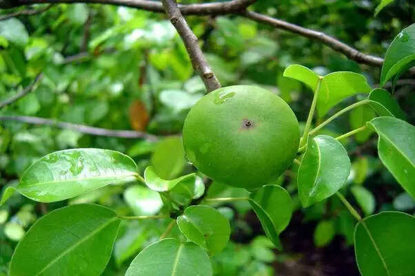 जानिए, कौन सा फल है इतना जहरीला कि खा लेने पर हो सकती है मौत