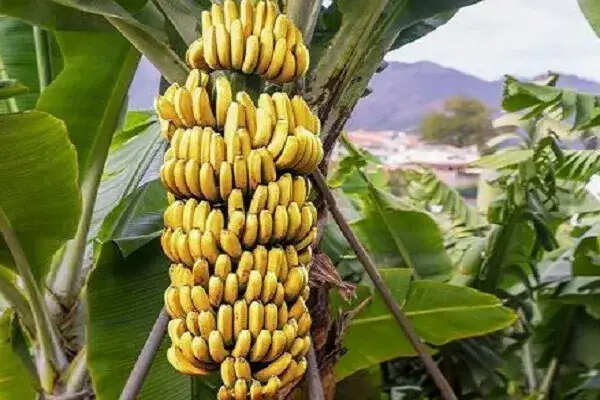 बुरहानपुर के केले को मिला जीआई टैग, किसानों के लिए नई उम्मीद