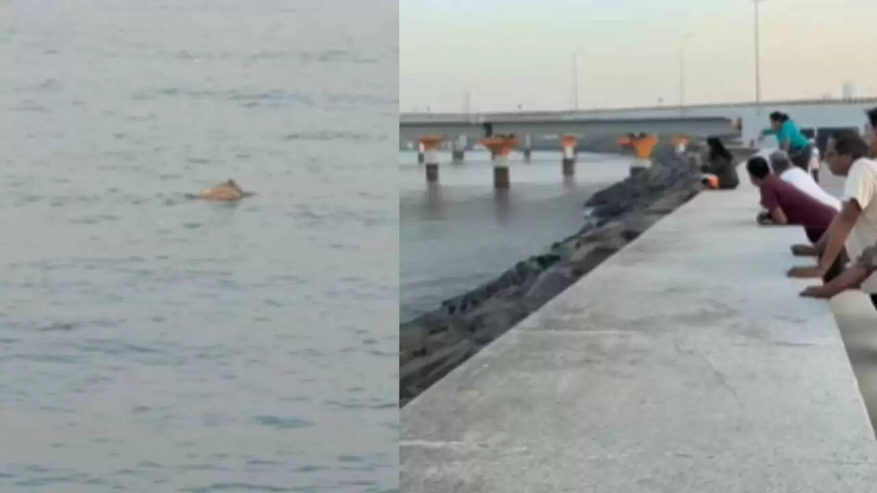 मुंबई में डॉल्फिन का अद्भुत नजारा, सोशल मीडिया पर वायरल