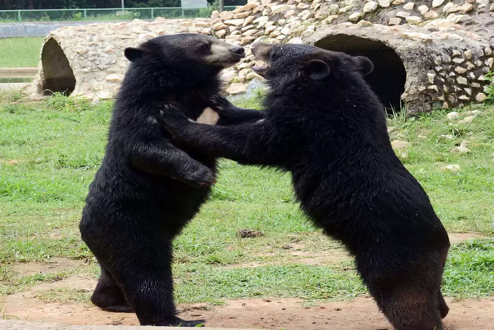 डांसिंग भालू प्रथा का अंत: संरक्षण और सामाजिक न्याय का संगम