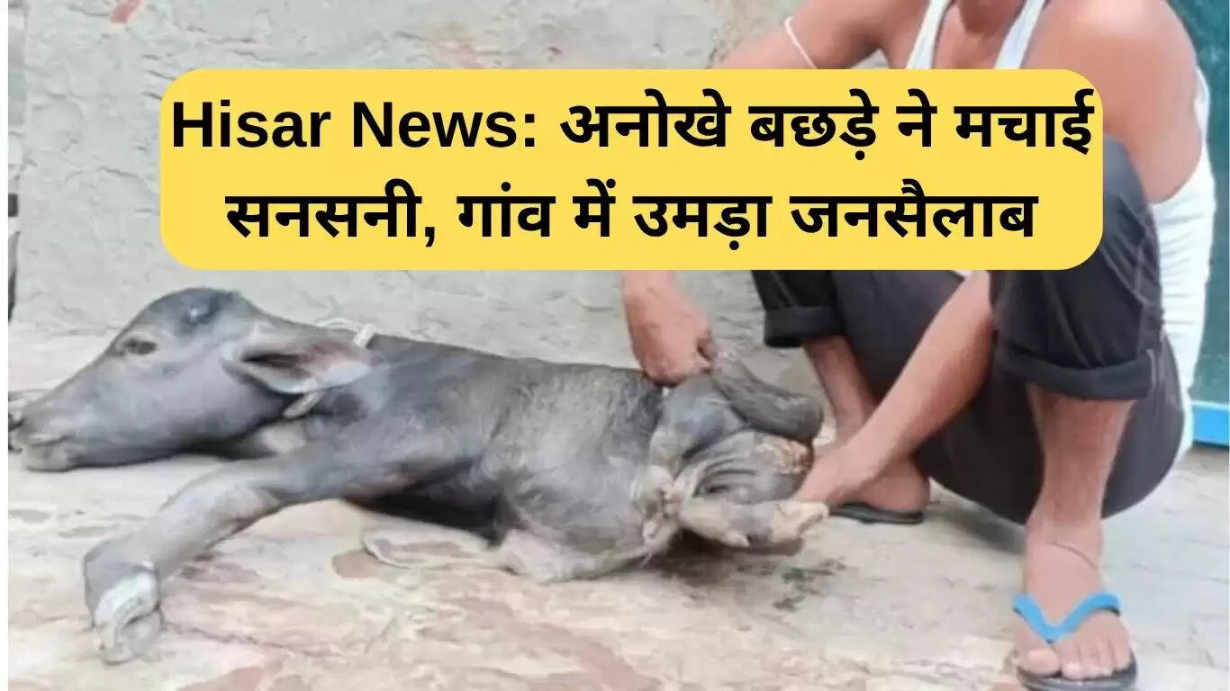 हरियाणा के गांव में जन्मा अनोखा दो पैरों वाला बछड़ा