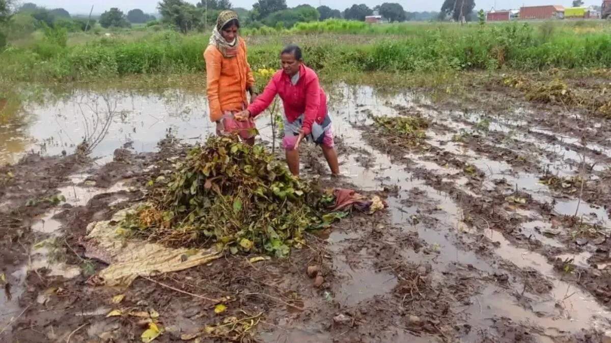 गुहला क्षेत्र में बाढ़ से प्रभावित किसानों को मुआवजे का इंतजार