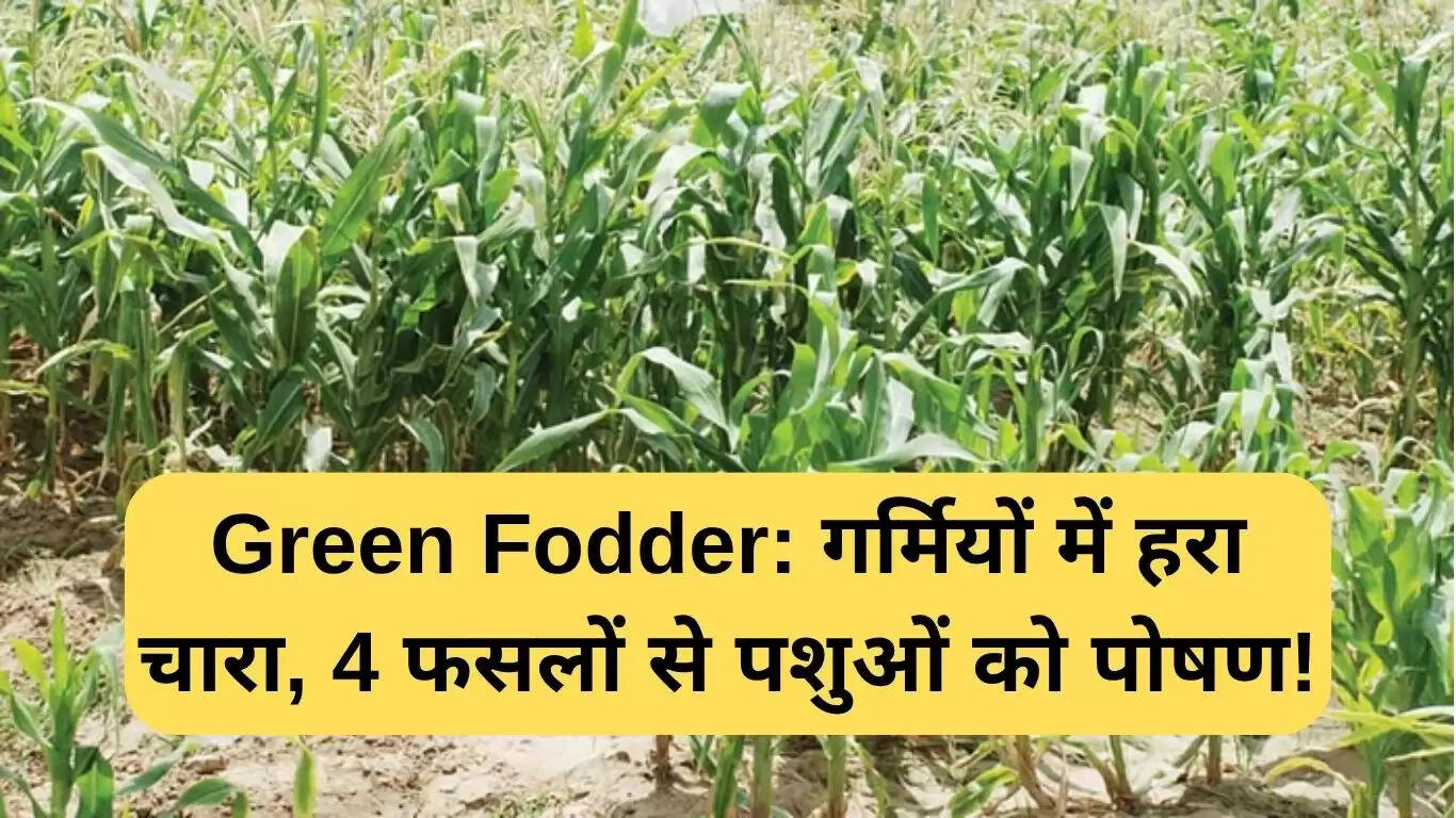 गर्मी में हरे चारे की खेती: पशुपालकों के लिए फायदेमंद फसलें