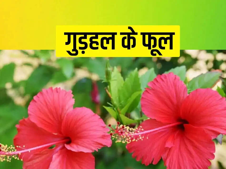 गुड़हल के फूल और पत्तियों के अद्भुत स्वास्थ्य लाभ: जानें कैसे ये आपकी सेहत को सुधार सकते हैं
