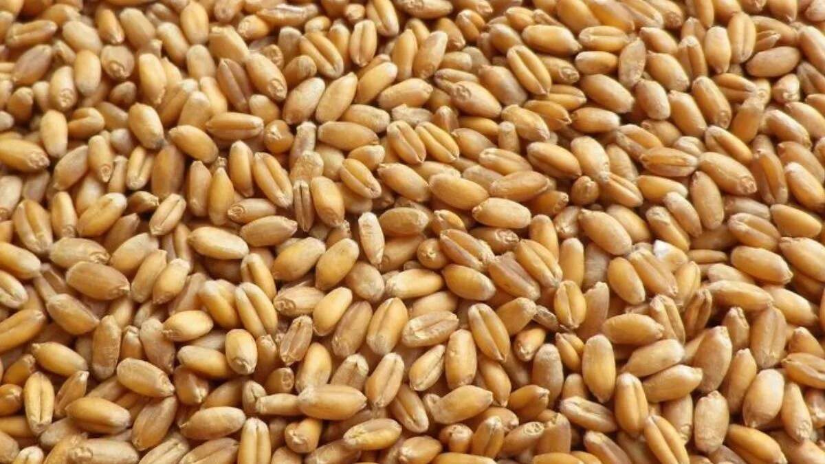 यमुनानगर में गेहूं की बिजाई के लिए बीज की उपलब्धता