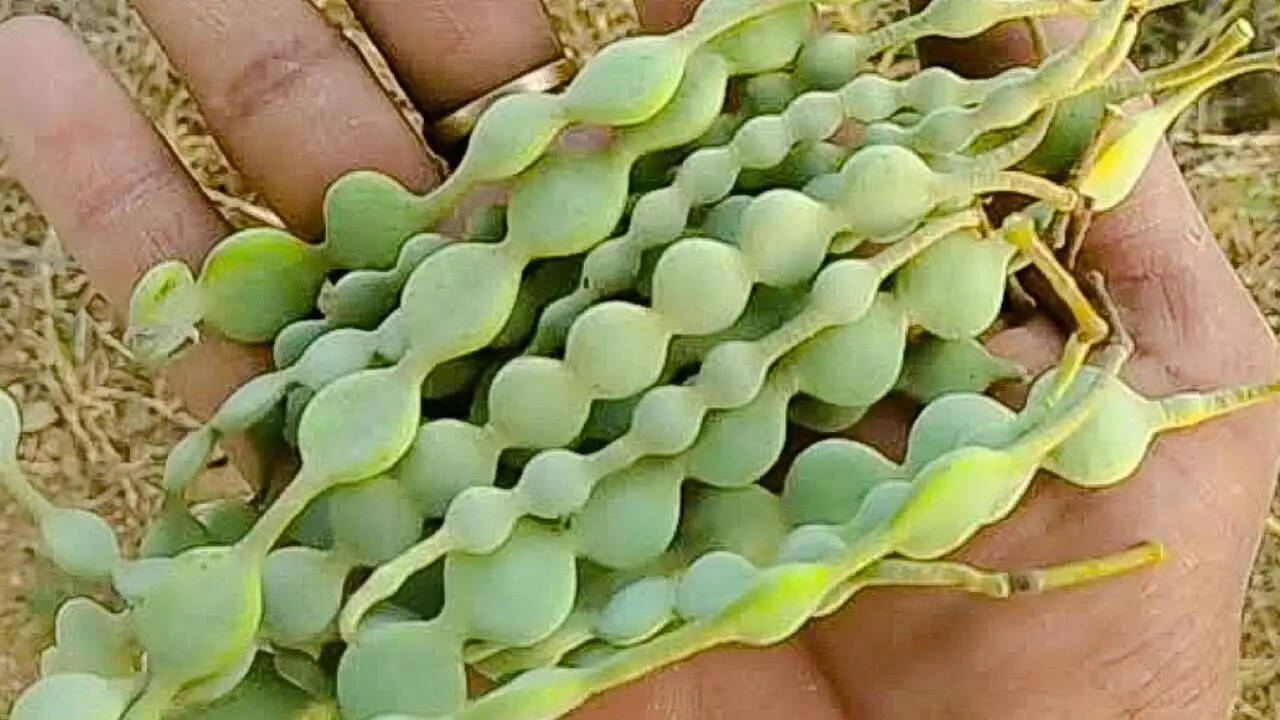 बबूल के पौधे के अद्भुत स्वास्थ्य लाभ