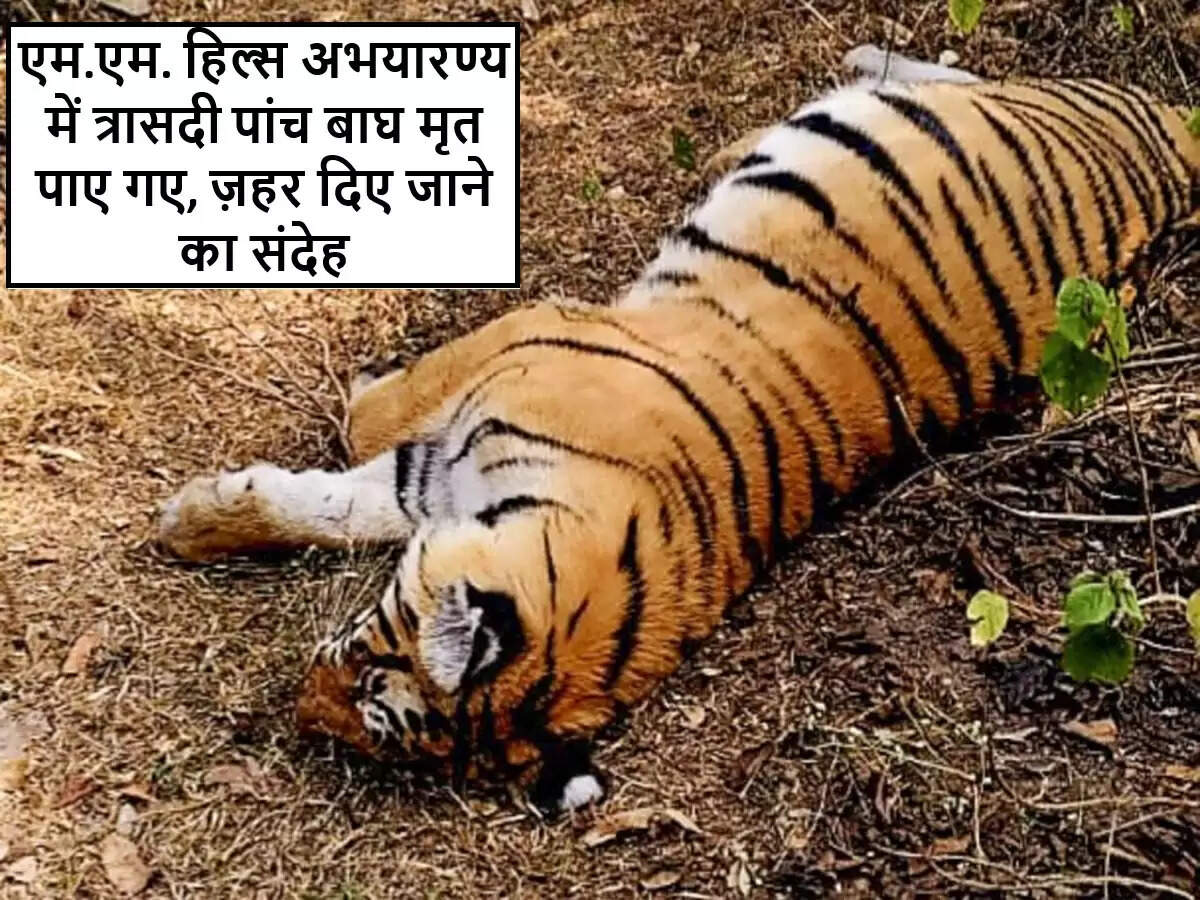 कर्नाटक में बाघों की संदिग्ध मौत से वन्यजीव संरक्षण में चिंता