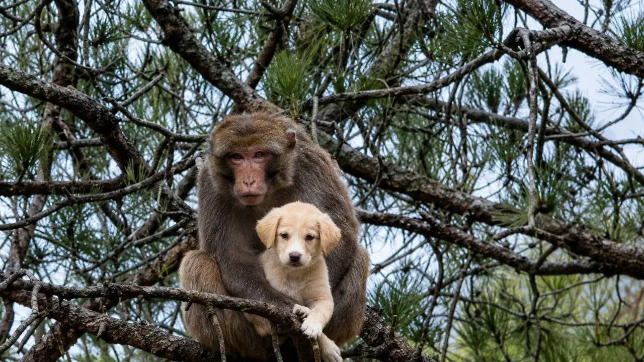 हिमाचल प्रदेश में बंदर ने पिल्ले को पेड़ पर चढ़ाया, वीडियो हुआ वायरल