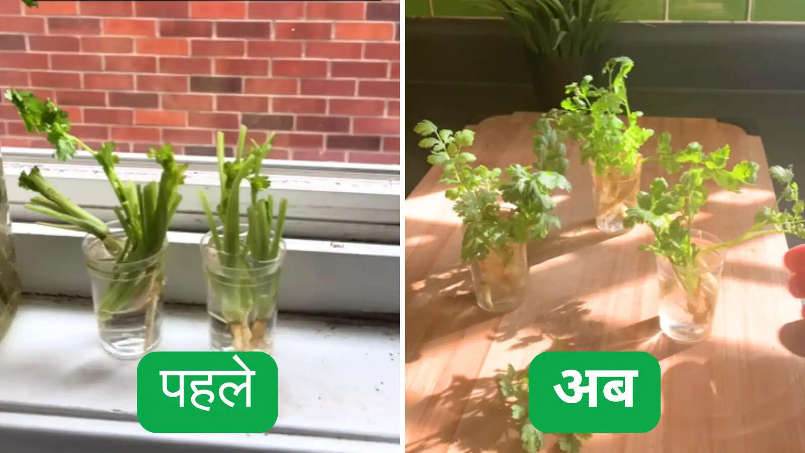 घर पर धनिया उगाने का आसान तरीका: डंठलों से करें शुरुआत