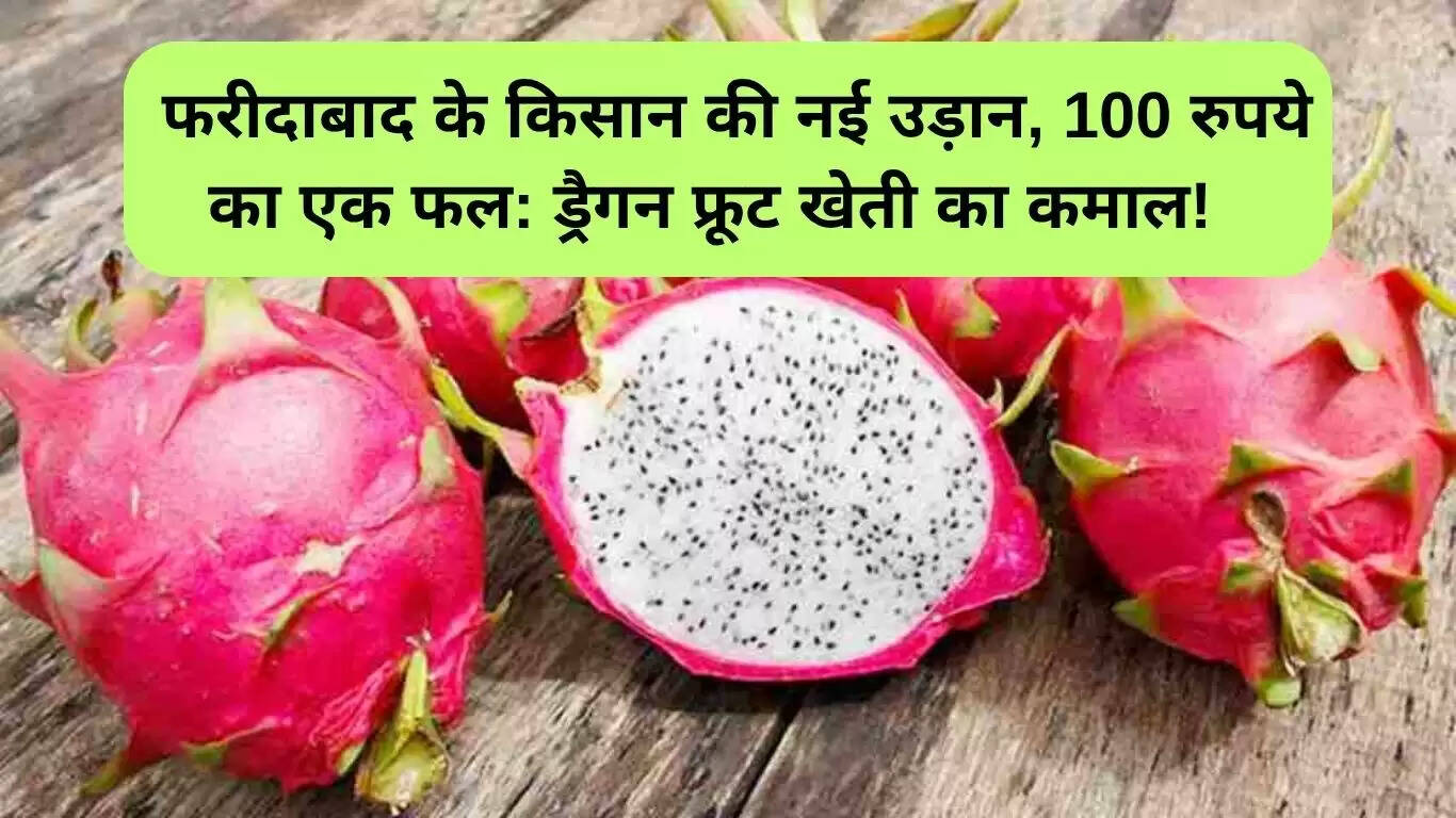फरीदाबाद के किसान ने ड्रैगन फ्रूट खेती से बदली किस्मत