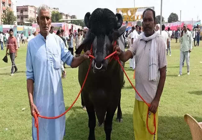 मेरठ में विधायक भैंसा: किसान मेले का आकर्षण