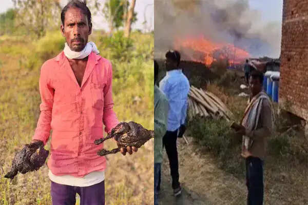 हमीरपुर में पोल्ट्री फार्म में आग से 4,000 मुर्गों का हुआ नुकसान