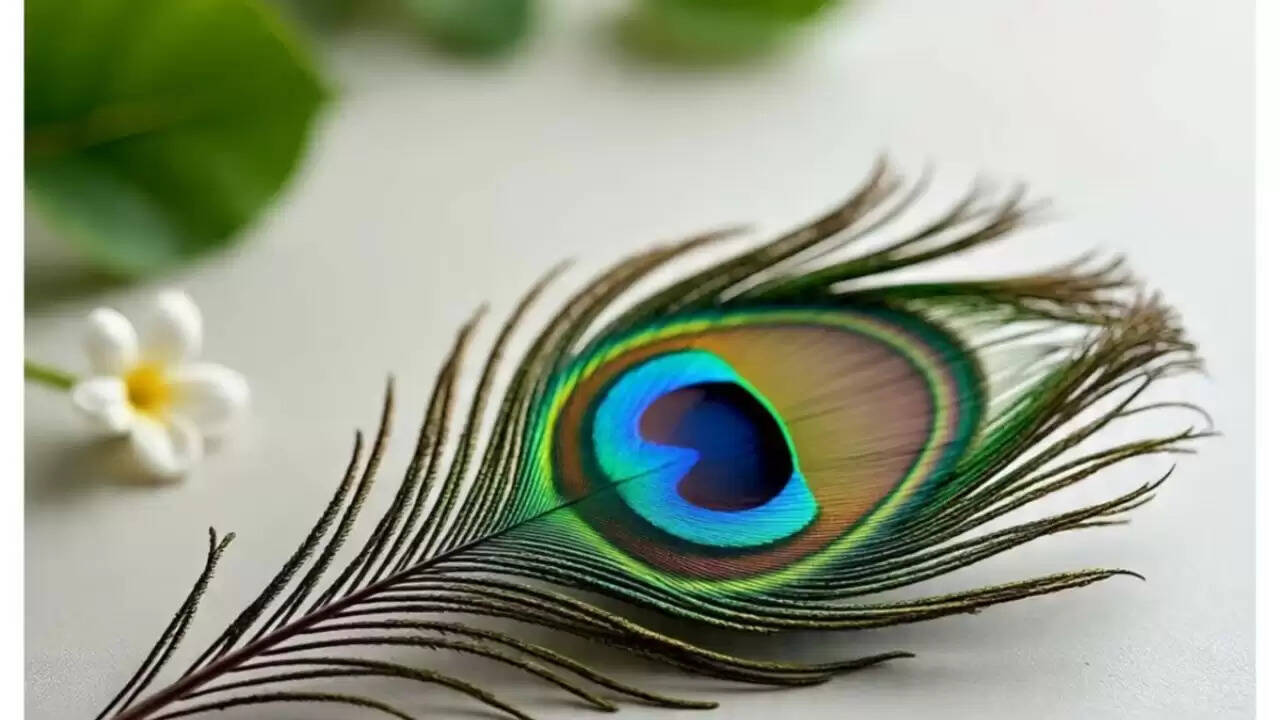 मोर पंख का महत्व: जानें कैसे यह आपके जीवन में सकारात्मकता लाता है