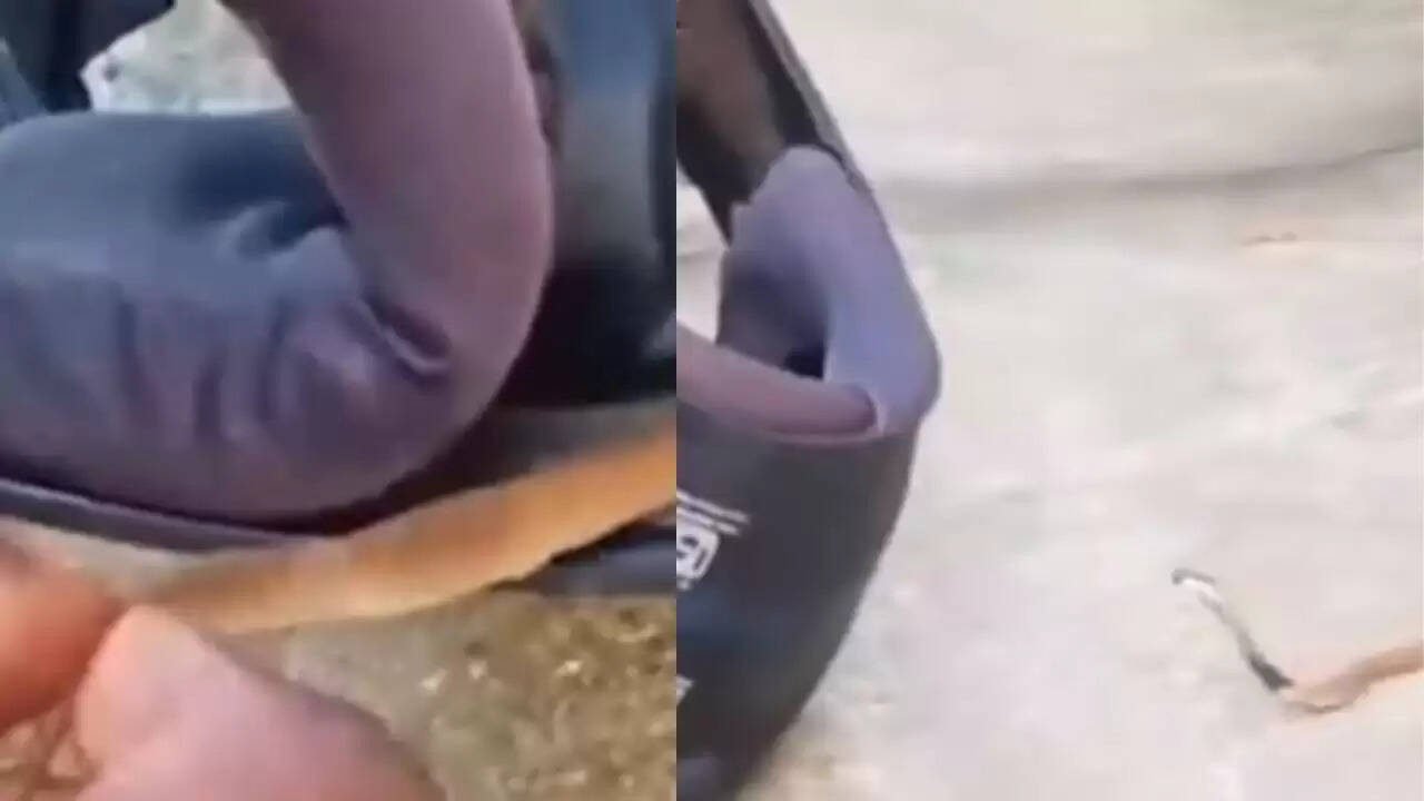 कोबरा सांप की हेलमेट में घुसने की अनोखी घटना