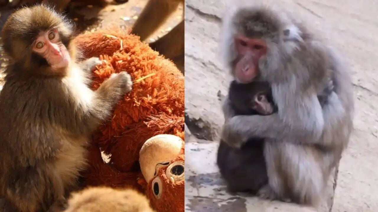 जापानी बंदर पंच की दिल छू लेने वाली कहानी: दोस्ती और उम्मीद की मिसाल