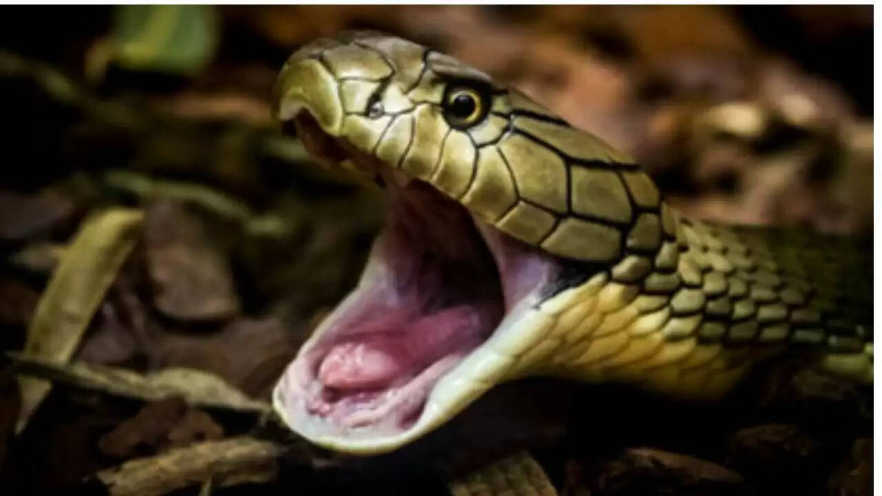 हरियाणा में 10 सांपों की हत्या: वन्यजीव संरक्षण कानून का उल्लंघन