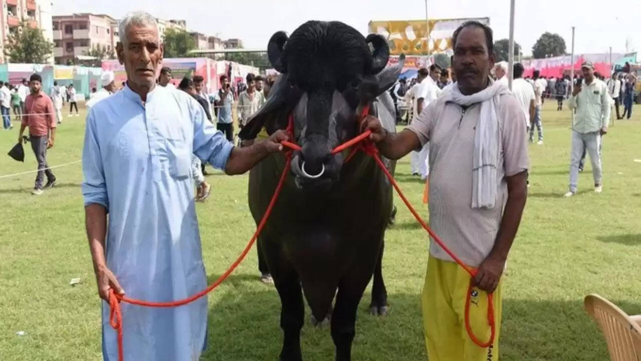 हरियाणा के भैंसे विधायक ने किसान मेले में जीता चैंपियन का खिताब