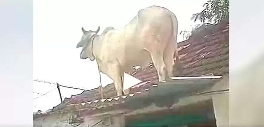 तेलंगाना में सांड ने छत पर चढ़कर बचाई जान, वायरल हुआ वीडियो