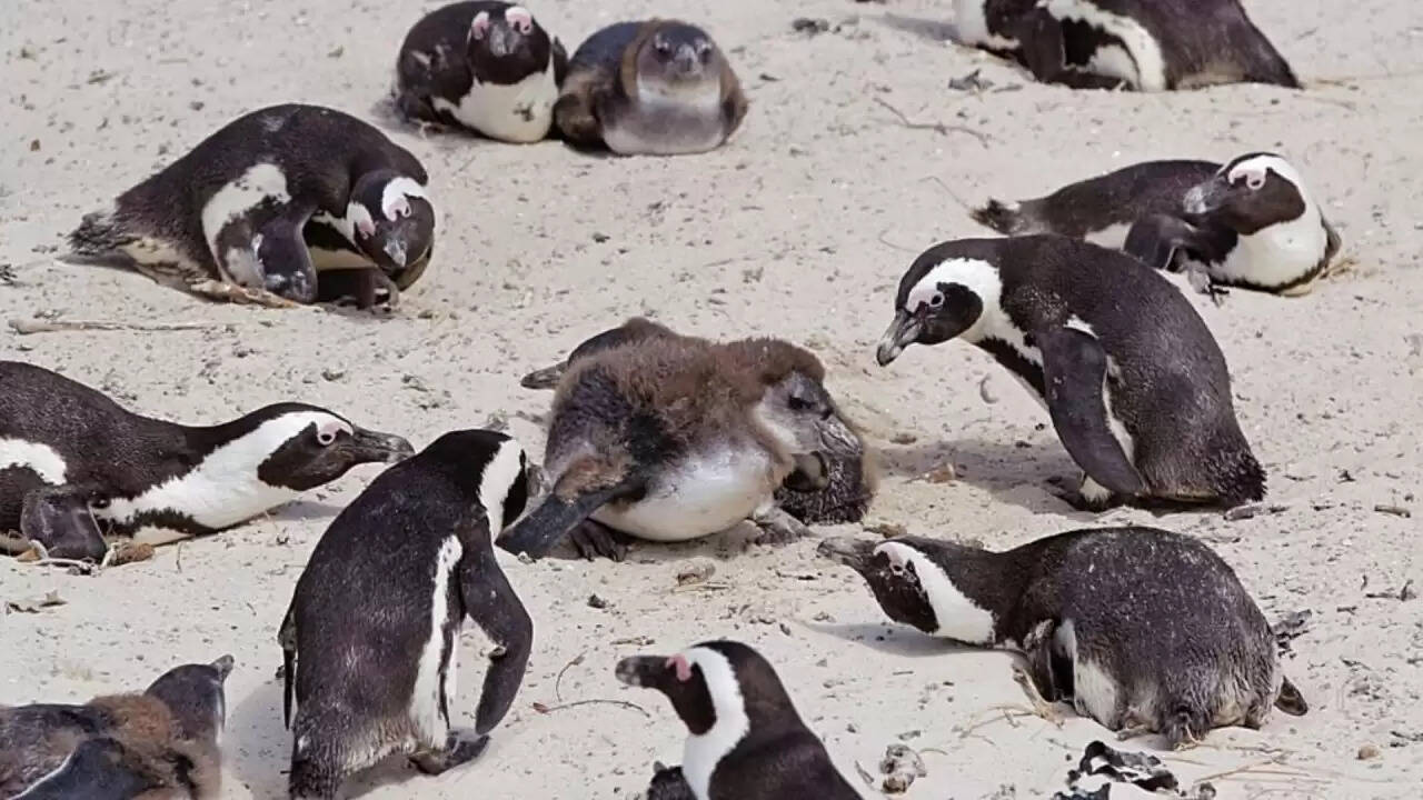 क्या अफ्रीकी पेंग्विन का अस्तित्व संकट में है? जानें समुद्री जीवन पर पड़ रहे प्रभाव