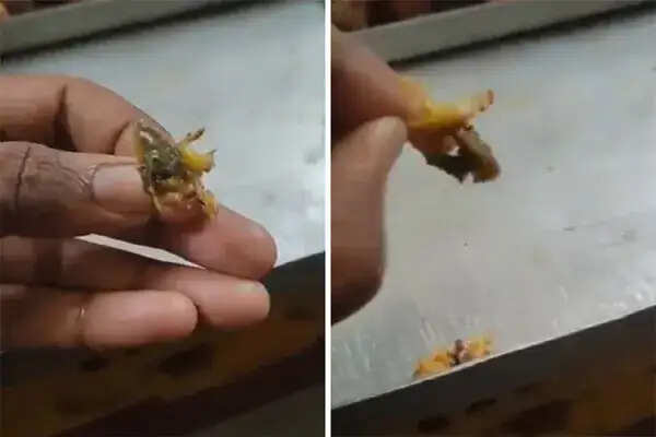 भोपाल विश्वविद्यालय की कैंटीन में मरी छिपकली का मामला, छात्रों में हड़कंप