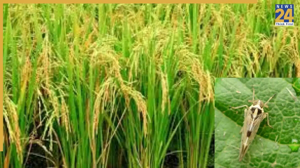 पंजाब में बाढ़ और चाइनीज वायरस से धान की फसल को खतरा