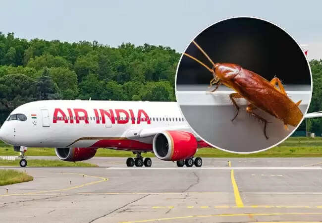 एयर इंडिया की उड़ान में कॉकरोच मिलने से यात्रियों में हड़कंप