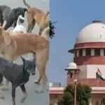 सुप्रीम कोर्ट ने आवारा कुत्तों के मामलों में जिम्मेदारी तय करने की बात की