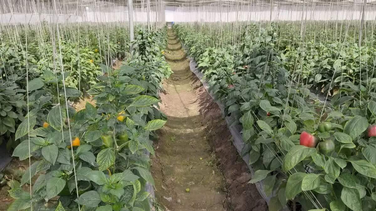 हरियाणा में बागवानी के लिए नई सब्सिडी योजना की घोषणा