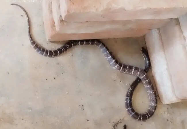 केरल में घर के भीतर पाए गए पांच जहरीले सांप, इलाके में मची अफरा-तफरी