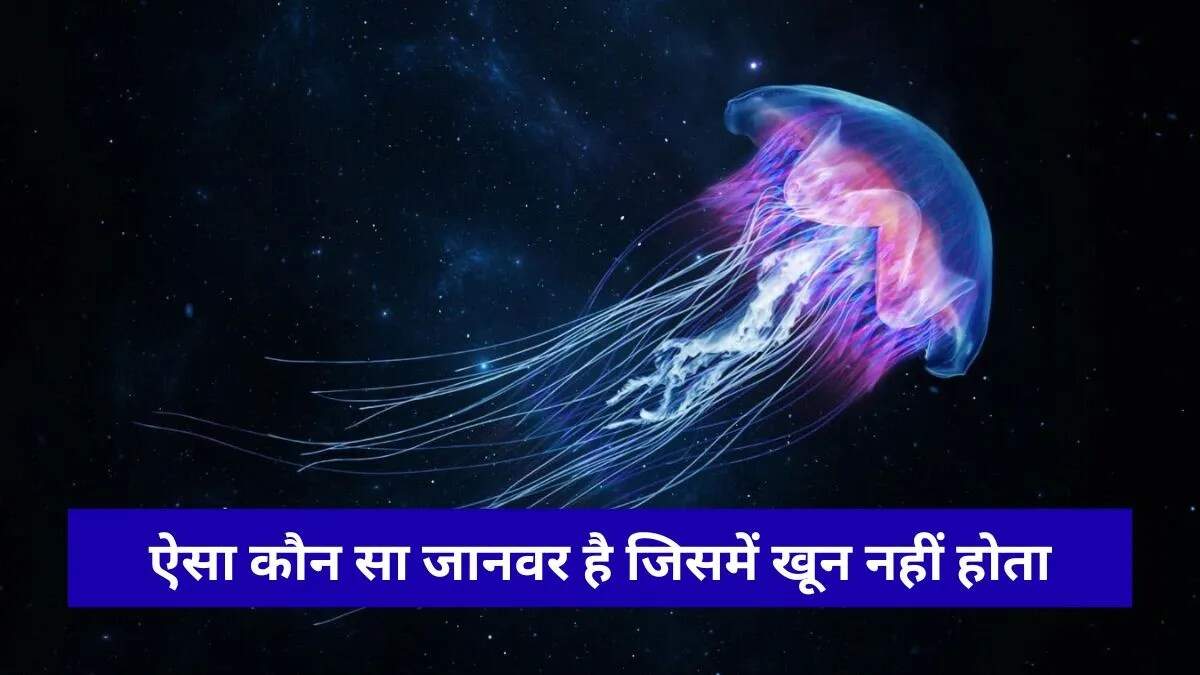 जेलीफिश: बिना खून वाला अद्भुत जीव