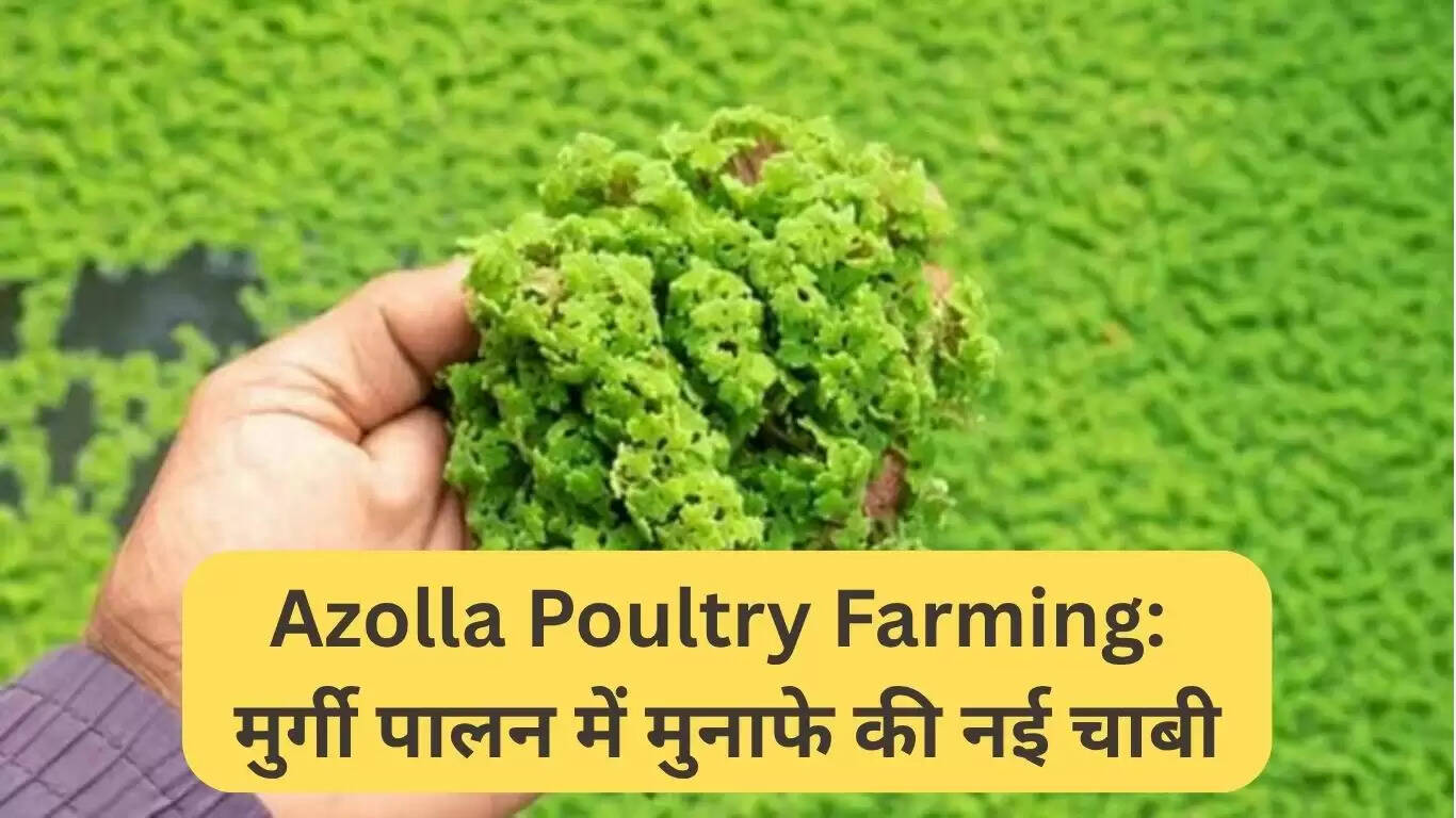 अजोला पोल्ट्री फार्मिंग: मुर्गी पालन में लाभ का नया रास्ता