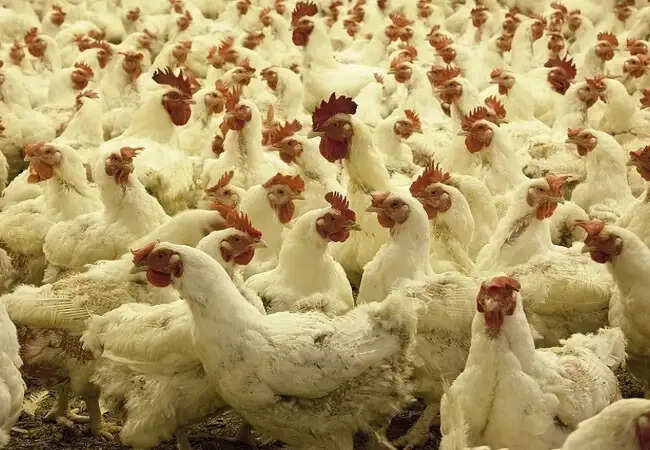 सऊदी अरब ने बर्ड फ्लू के खतरे के चलते 40 देशों से पोल्ट्री उत्पादों पर लगाया प्रतिबंध