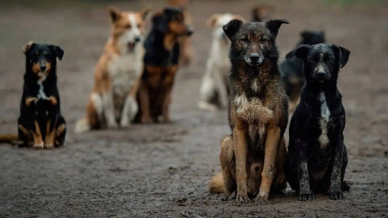 तेलंगाना अस्पताल में शव की सुरक्षा में चूक से भड़का गुस्सा