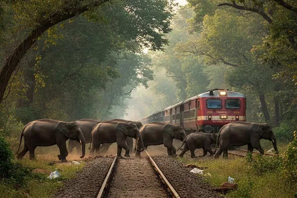 असम में ट्रेन और हाथियों की टक्कर, आठ हाथियों की मौत